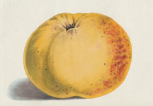 Winter Hawthornden Apple
